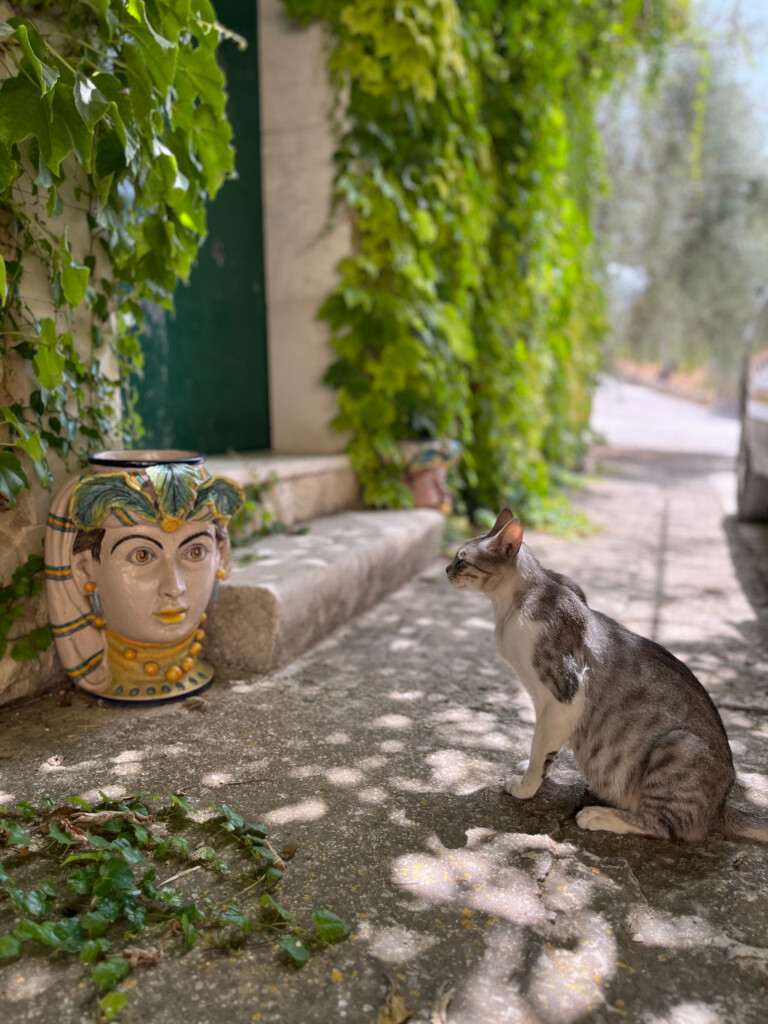 Cat Staring at Face on Vase, Pianogrillo Farm Organic Winery, Chiaramonte Gulfi, Sicily